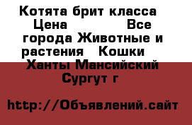 Котята брит класса › Цена ­ 20 000 - Все города Животные и растения » Кошки   . Ханты-Мансийский,Сургут г.